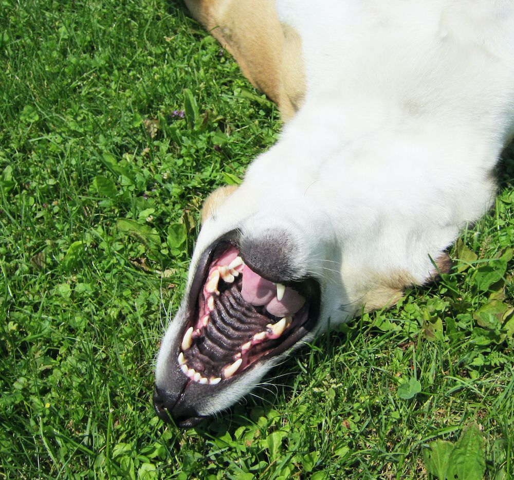 Cleft Palates and Calcium